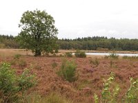 NL, Drenthe, Aa en Hunze, Grollooerveen 1, Saxifraga-Hans Dekker